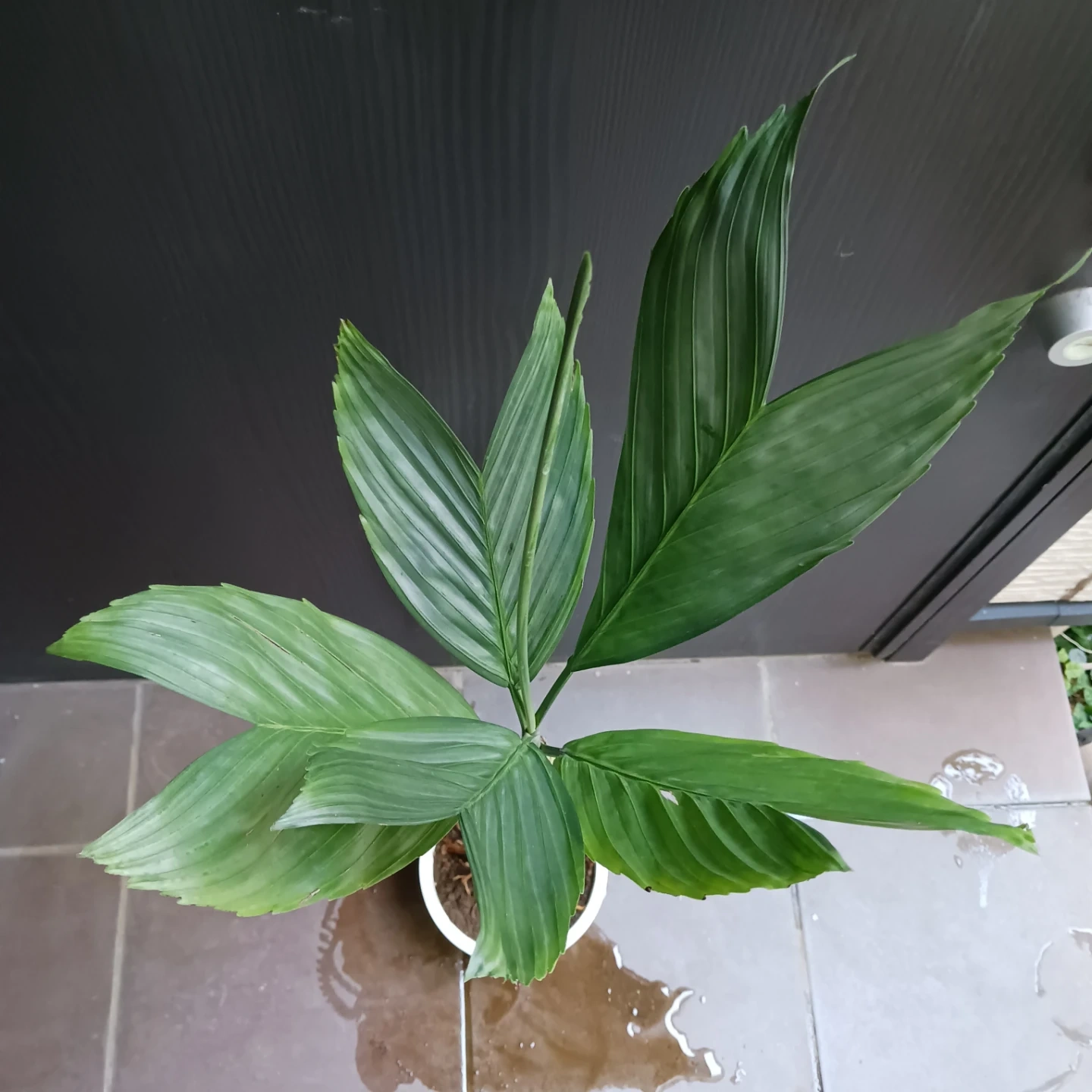 まとめ買い対象★レア★9 テネラ 5号 ヤシ 観葉植物の写真5枚目