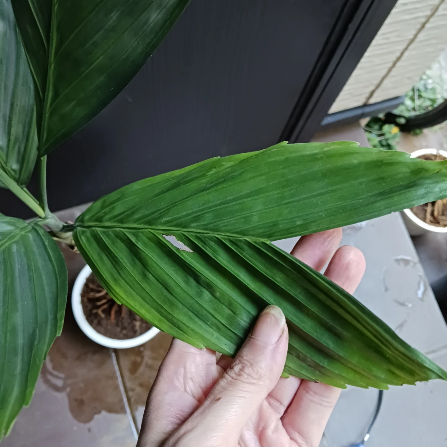 まとめ買い対象★レア★9 テネラ 5号 ヤシ 観葉植物の写真7枚目