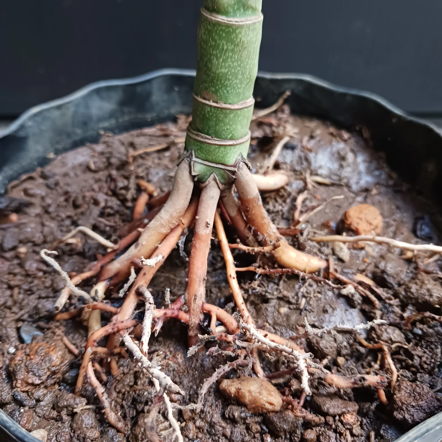 まとめ買い対象★レア★5 根上がり テネラ　5号 　ヤシ　観葉植物の写真6枚目