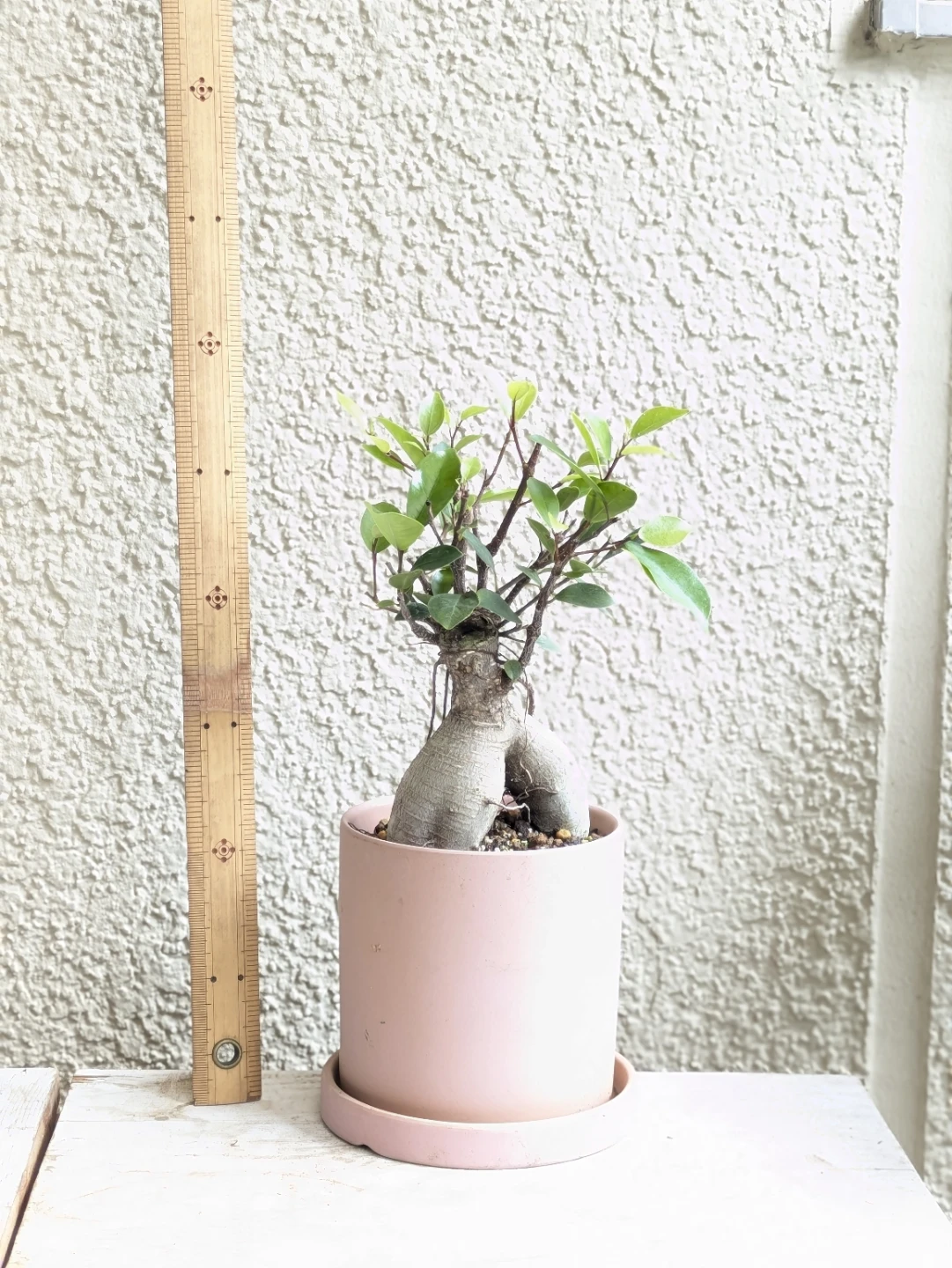 ガジュマル  観葉植物 陶器鉢の写真2枚目