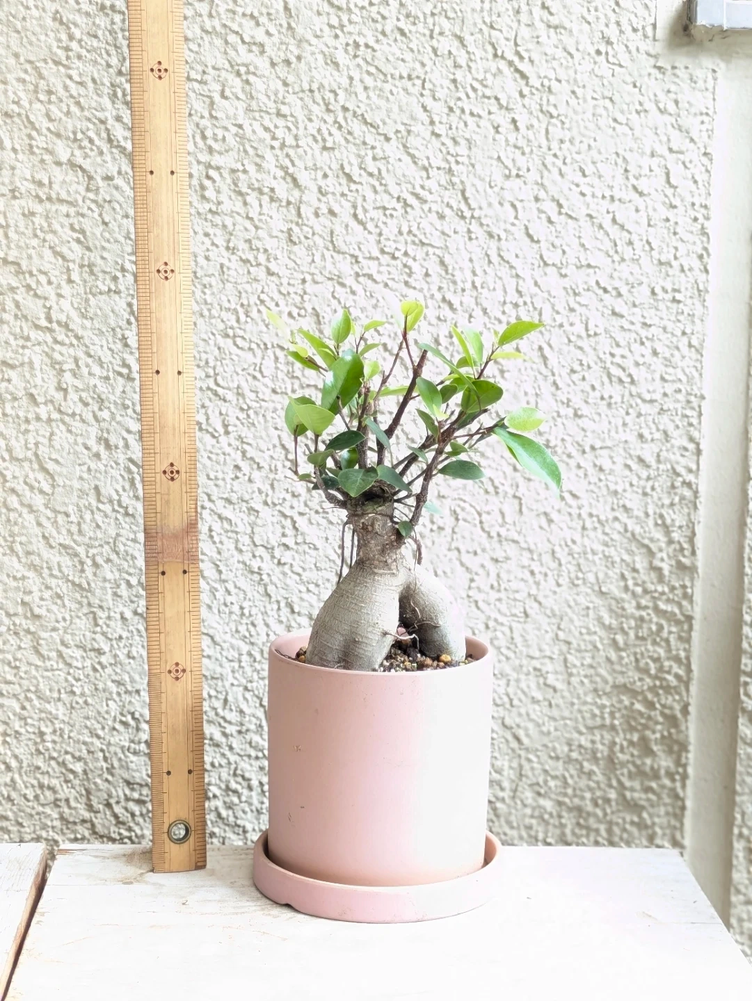 ガジュマル 観葉植物 陶器鉢の写真2枚目