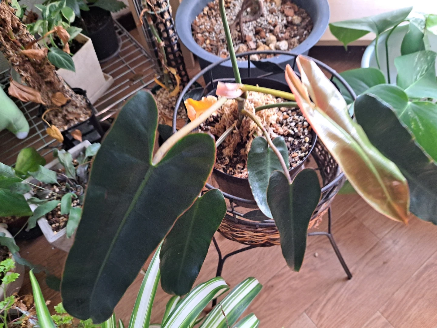 フィロデンドロン ビルベルギー 観葉植物