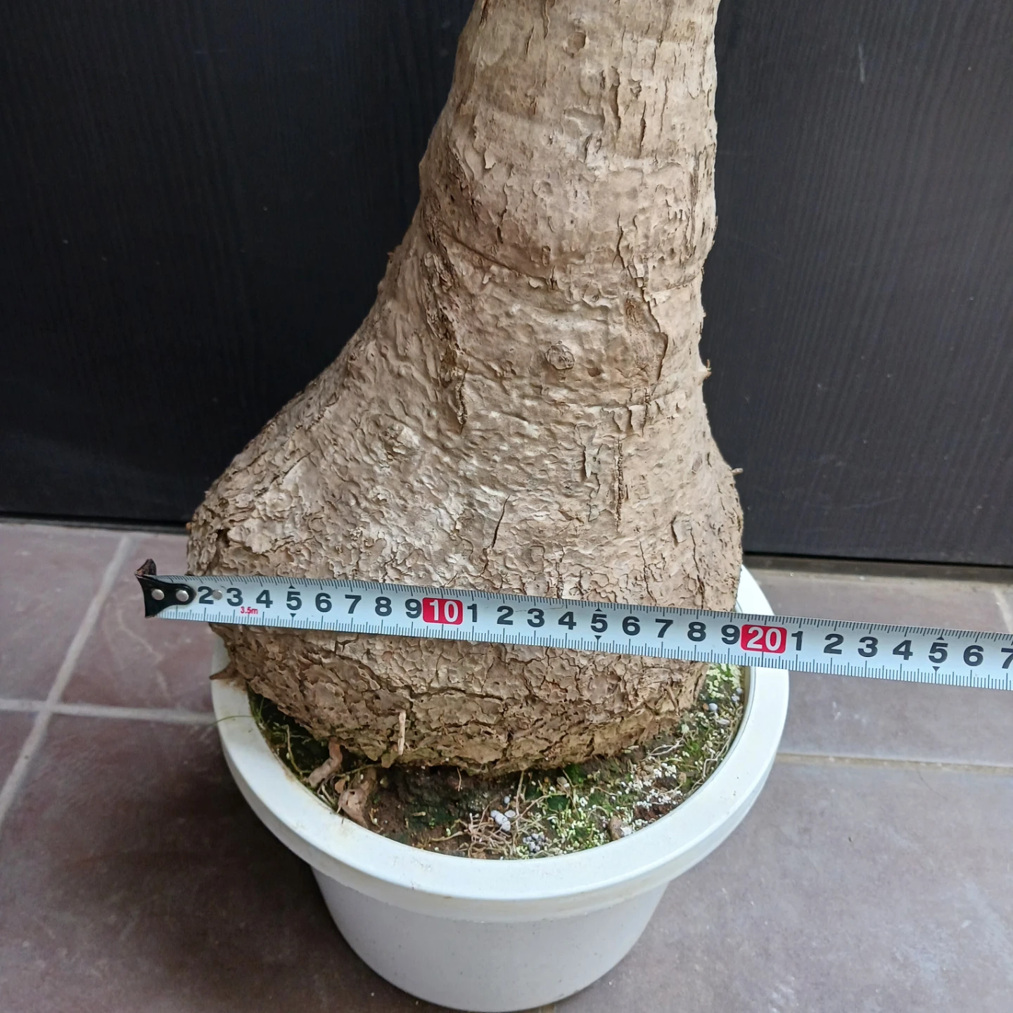 迫力ある★ノリナ　8号　トックリラン　観葉植物の写真5枚目