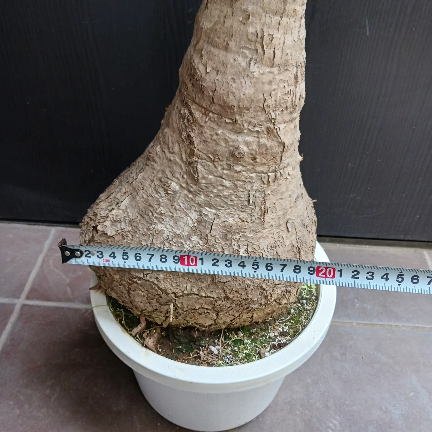迫力ある★ノリナ 8号 トックリラン 観葉植物の写真5枚目