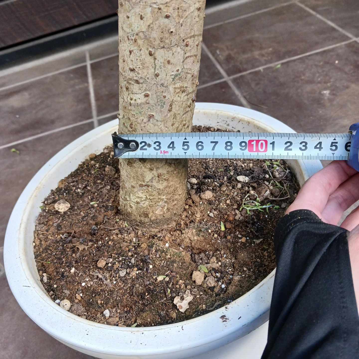 まとめ買い対象★4 シェフレラ　9号　観葉植物　大型　シンボルツリーの写真8枚目