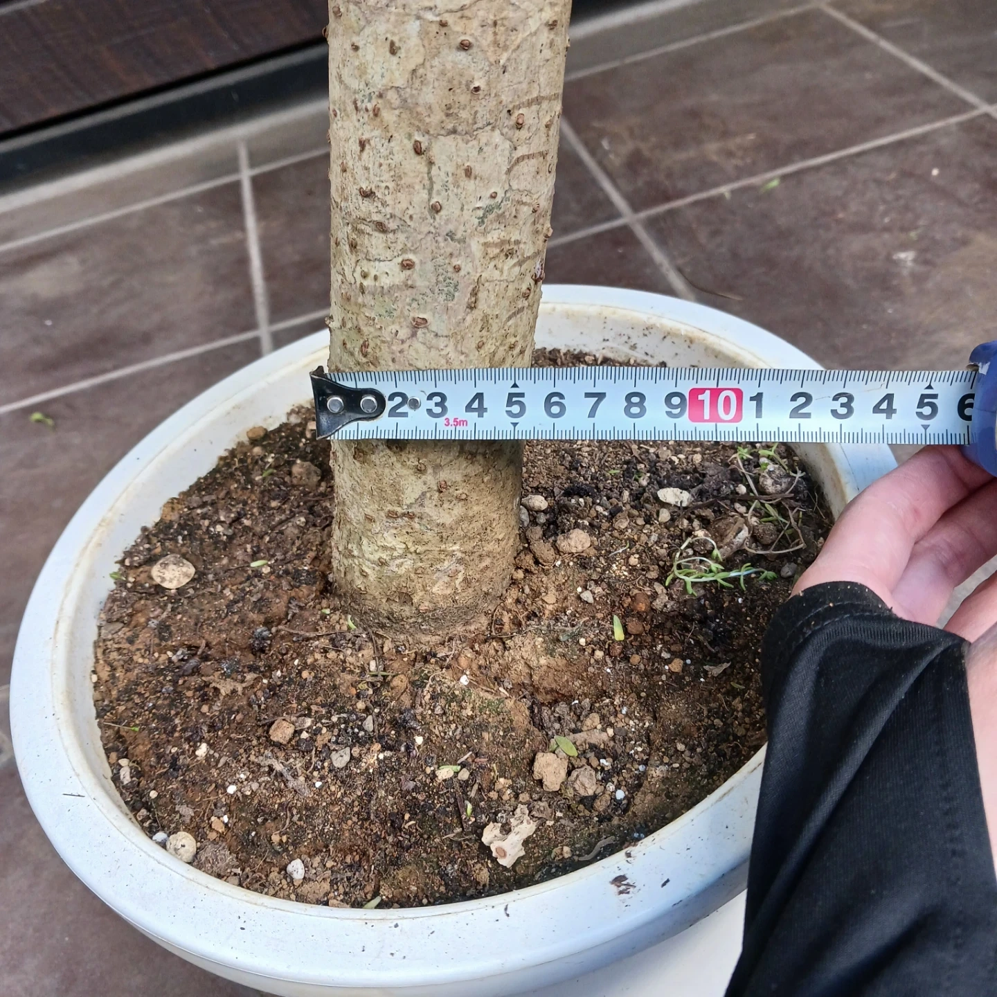 まとめ買い対象★4 シェフレラ 9号 観葉植物 大型 シンボルツリーの写真8枚目