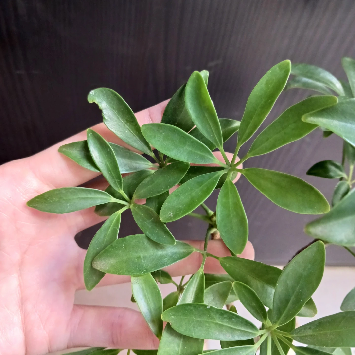 シェフレラコンパクタ 5号相当 観葉植物の写真5枚目