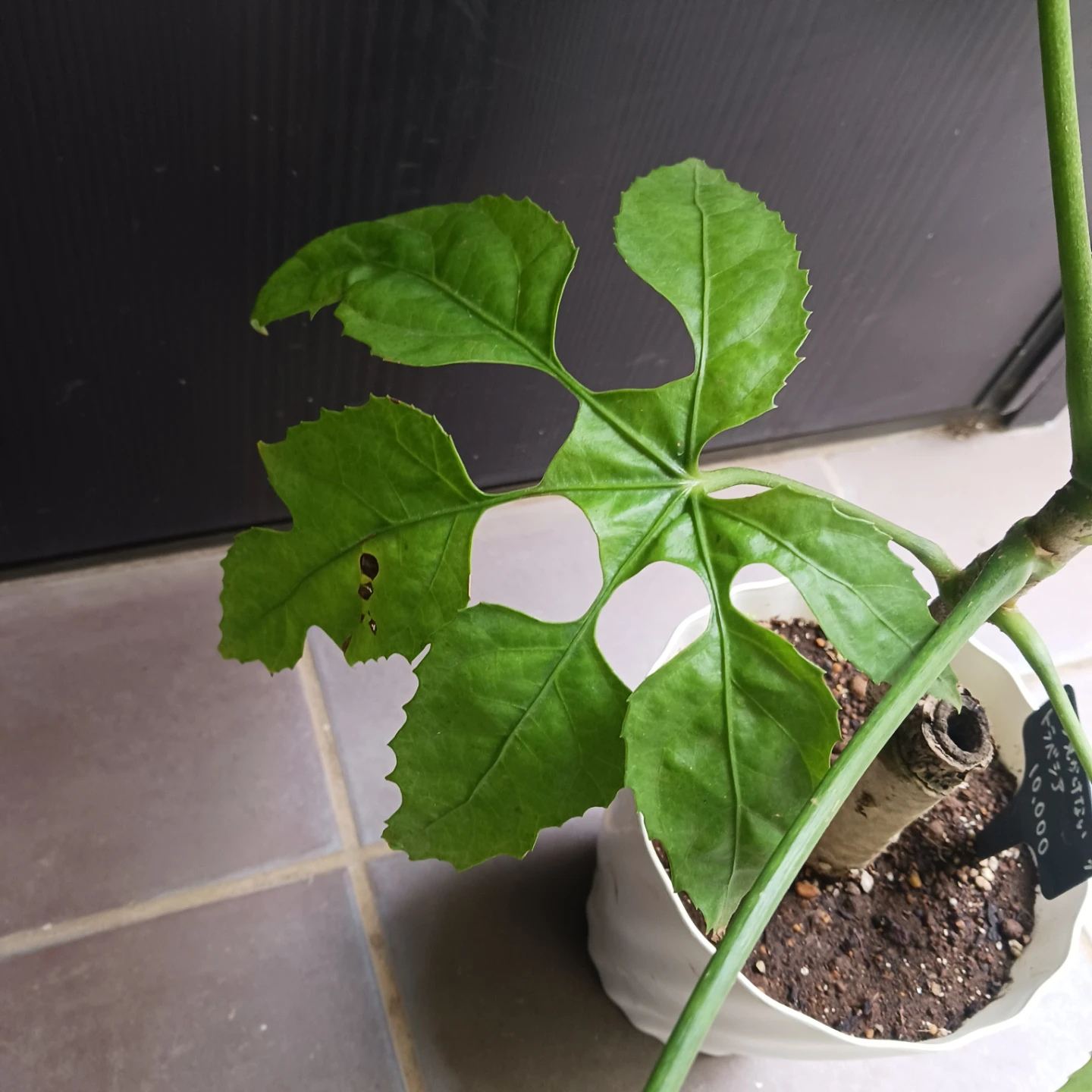 まとめ買い対象★希少植物★7 トラベシア　パルマータ　5号　観葉植物　レアの写真7枚目
