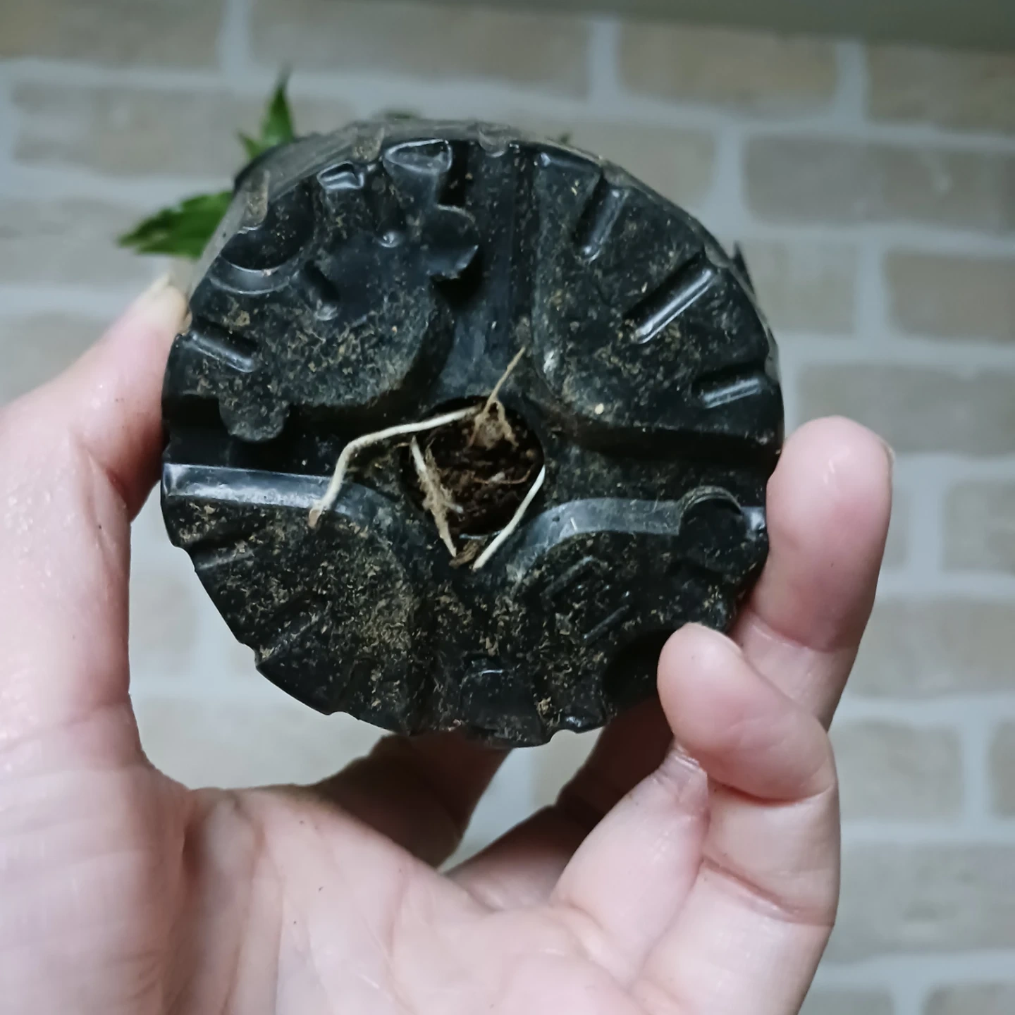 ドラセナコンパクタ 3号ポット苗 観葉植物の写真8枚目