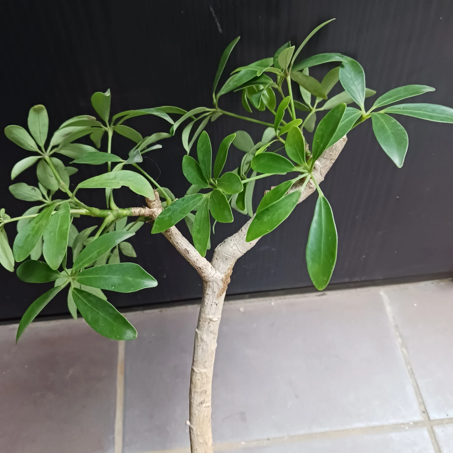 シェフレラ コンパクタ　5号　観葉植物の写真7枚目