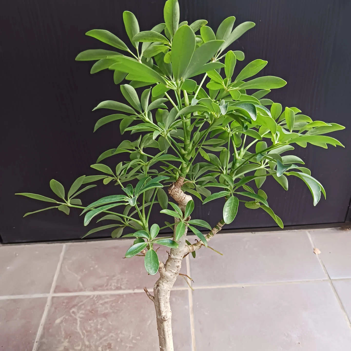 15 シェフレラ　コンパクタ　5号　ホンコン　観葉植物　クイーンの写真6枚目