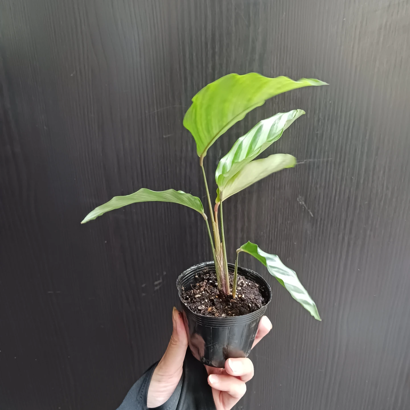カラテア　フレディ　2.5号ポット苗　観葉植物の写真3枚目