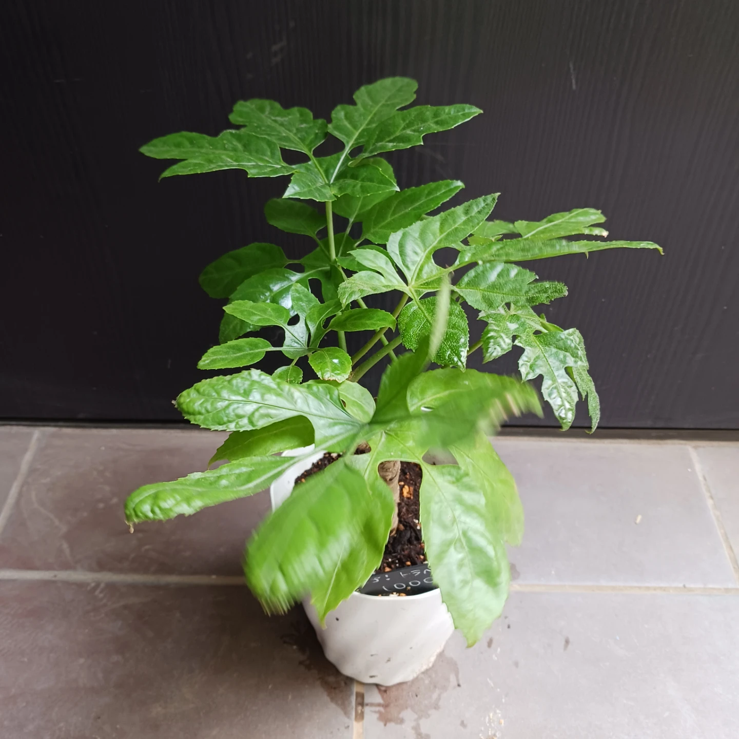 レア★10 トラベシア　パルマータ　5号　観葉植物　希少の写真3枚目