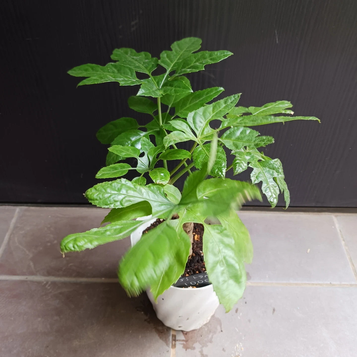レア★10 トラベシア パルマータ 5号 観葉植物 希少の写真3枚目
