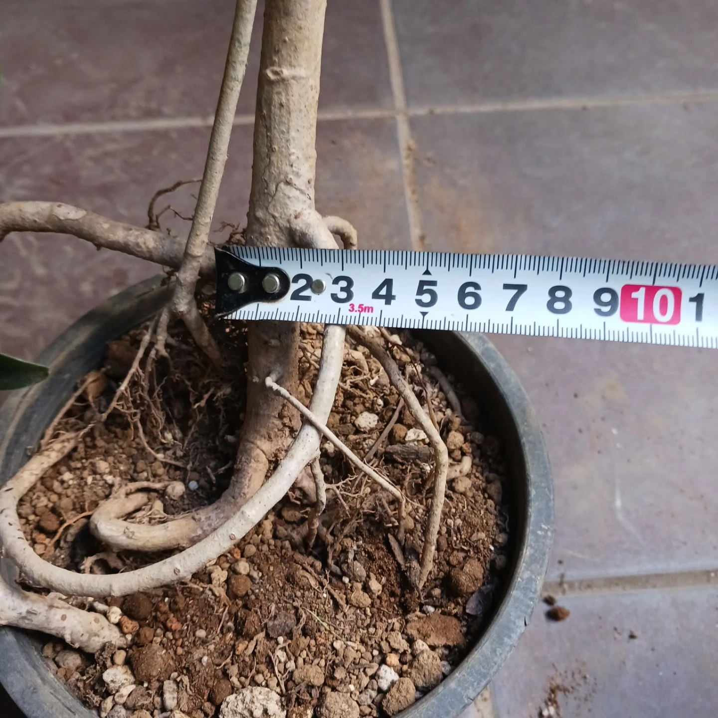 13 シェフレラ コンパクタ 5号 観葉植物 クイーン ホンコンの写真9枚目