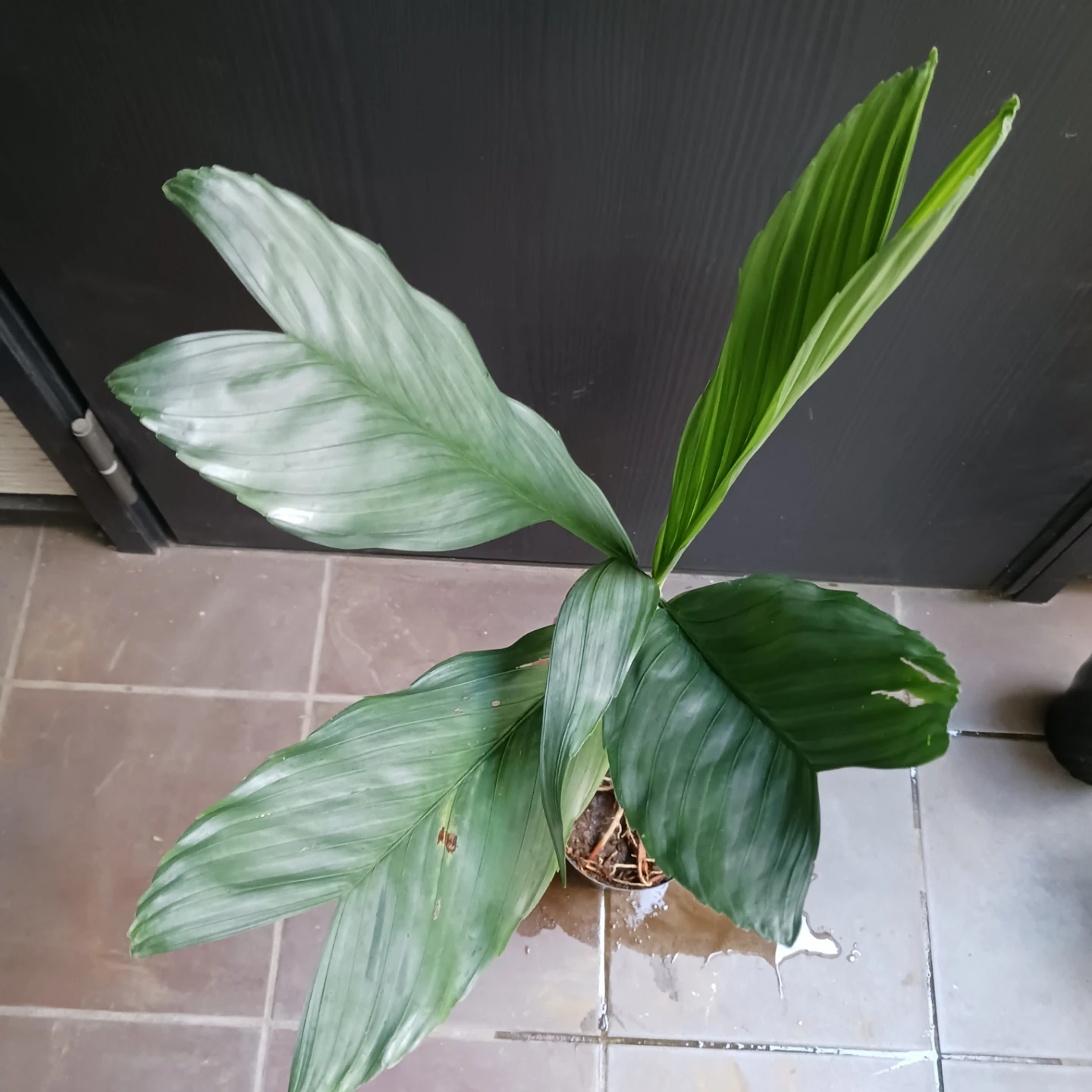 まとめ買い対象★レア★ 8 テネラ　5号相当　ヤシ　観葉植物の写真5枚目