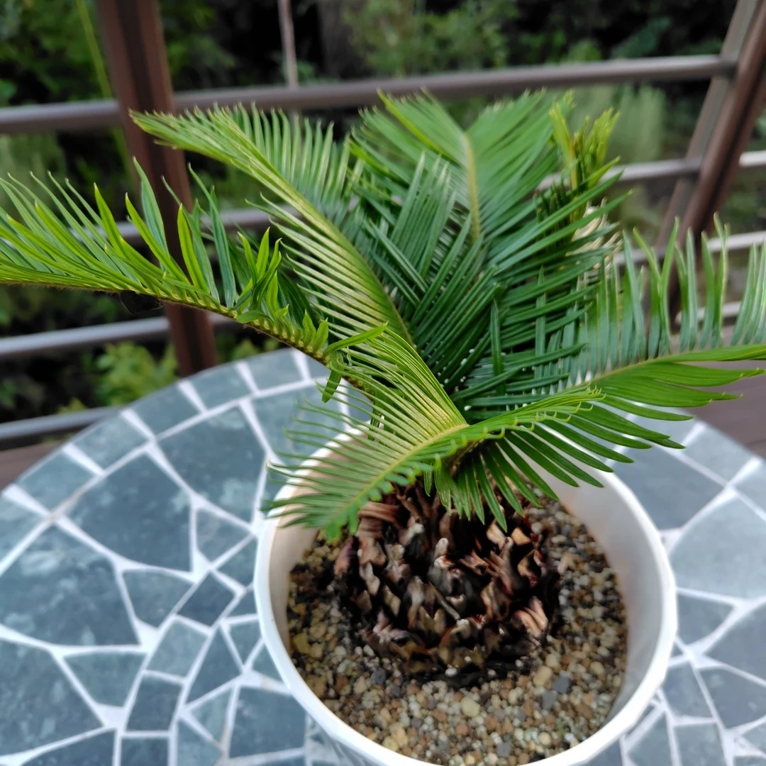 ソテツ 観葉植物 鉢植えの写真2枚目