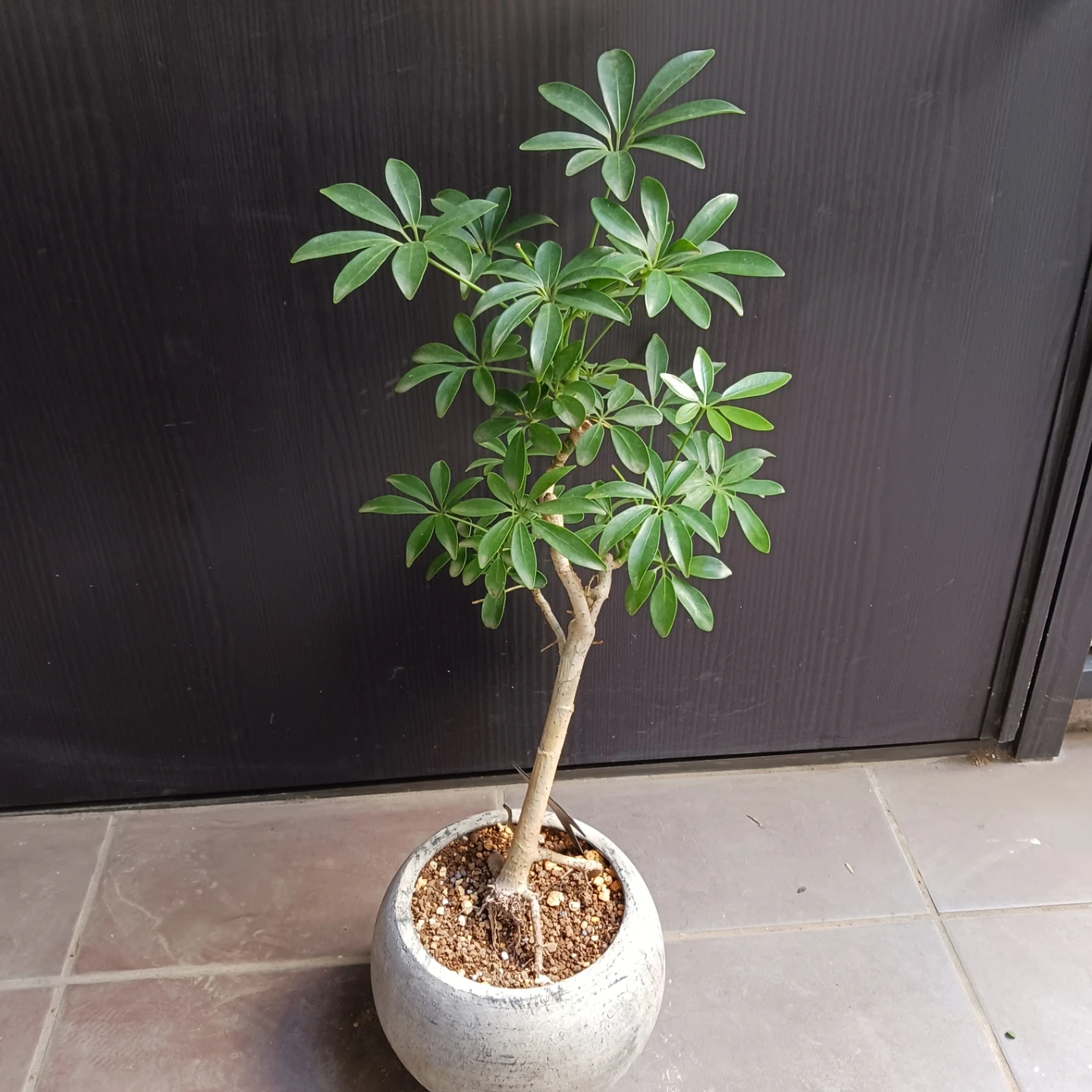 シェフレラコンパクタ 5号相当 観葉植物の写真2枚目