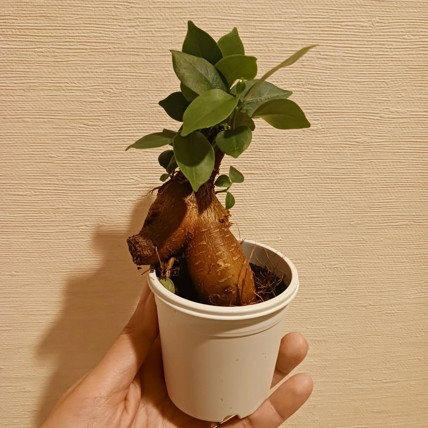 ミニ★ガジュマル 2.5号 観葉植物 ニンジンガジュマル の写真6枚目