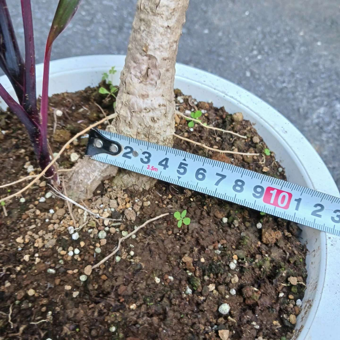 まとめ割り対象★コルジリネ アイチアカ 8号 観葉植物の写真10枚目
