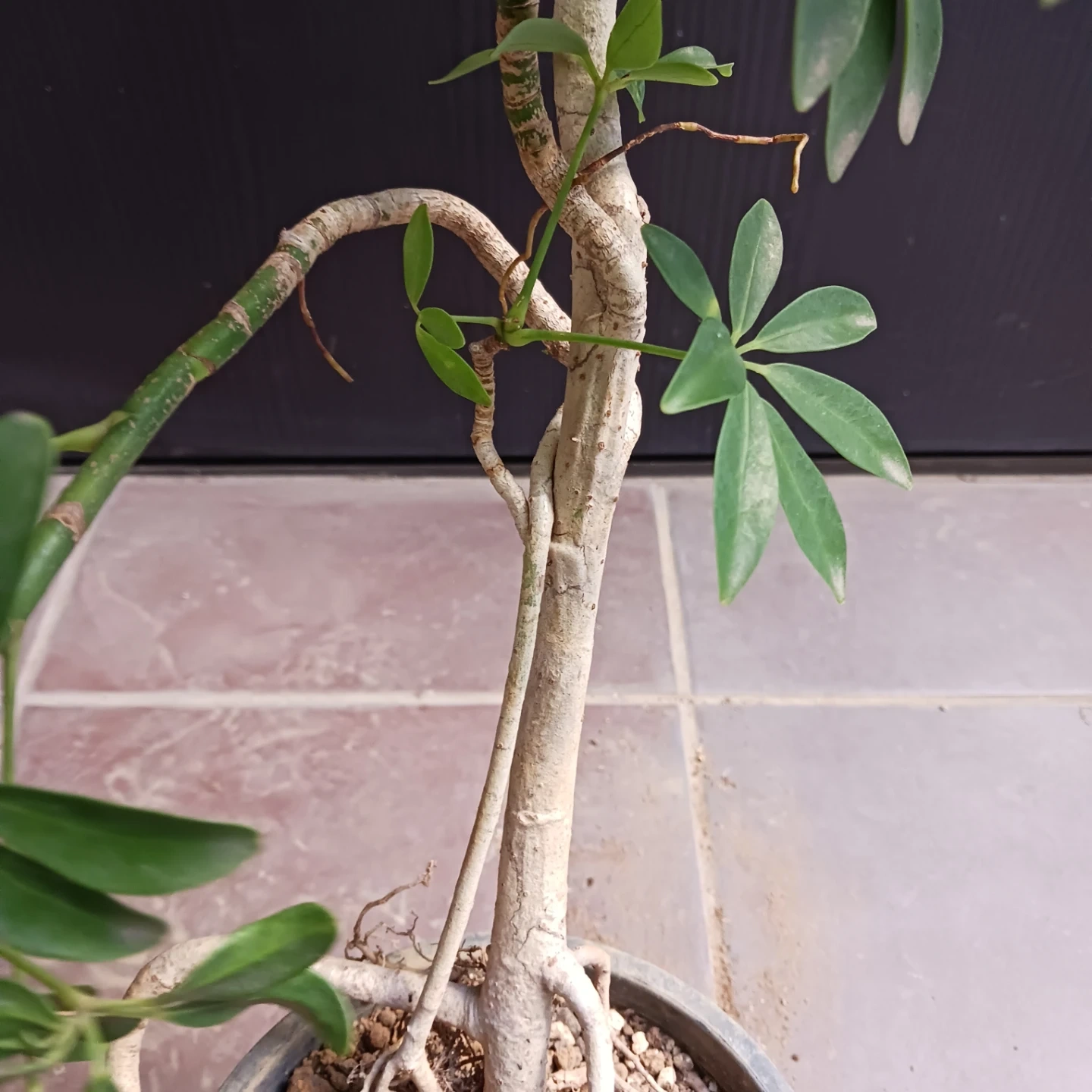 13 シェフレラ コンパクタ 5号 観葉植物 クイーン ホンコンの写真6枚目