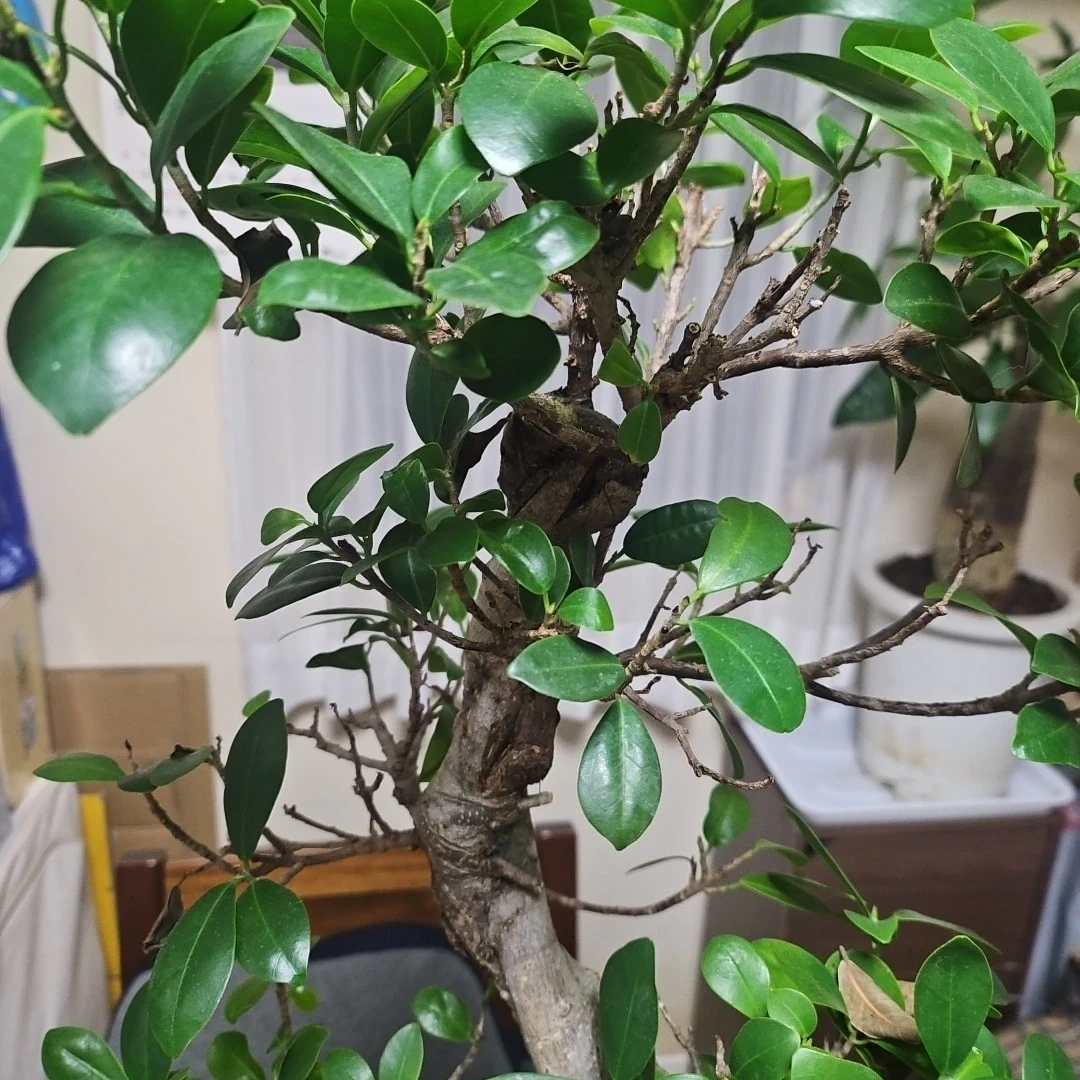 ◽大型ガジュマル◽昇り樹形◽観葉植物◽鉢植えの写真5枚目