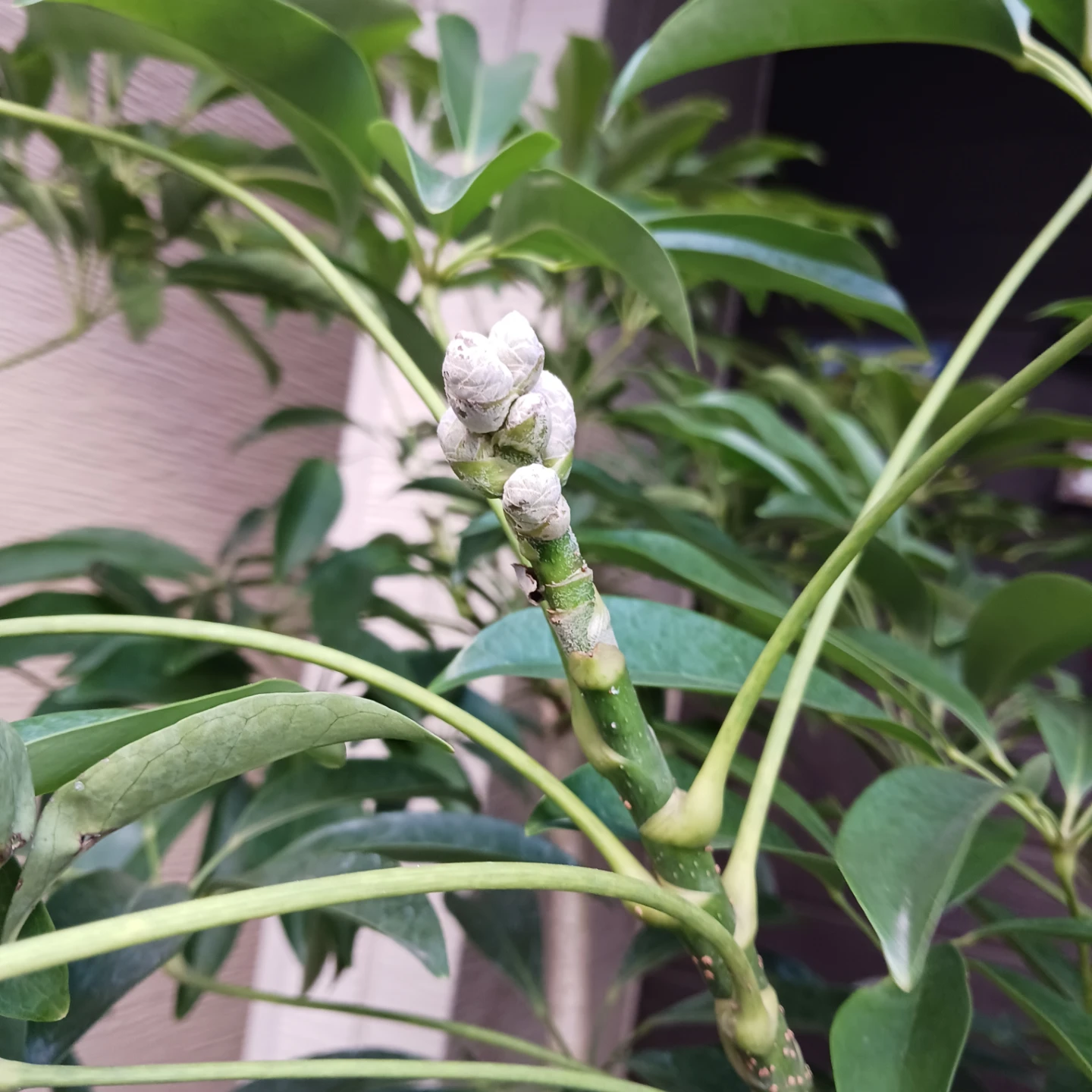 まとめ買い対象★2 シェフレラ　9号　観葉植物の写真7枚目