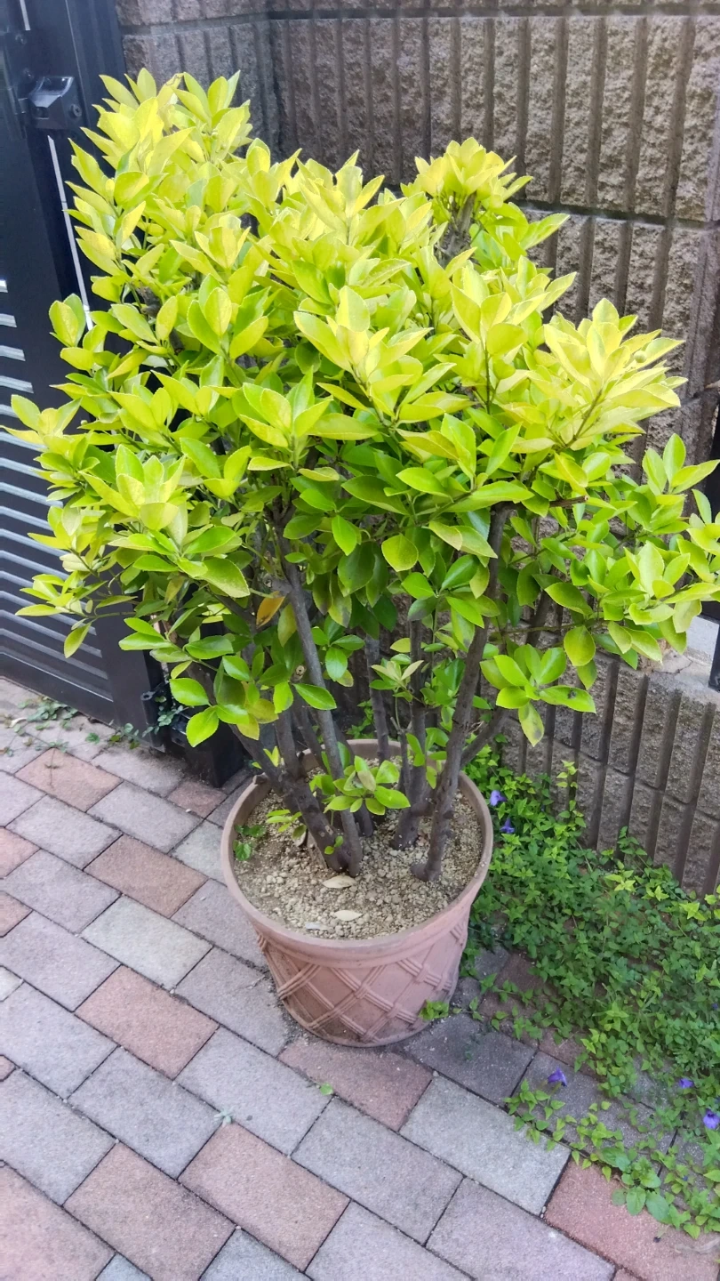 鉢植え観葉植物 黄金マサキの写真4枚目