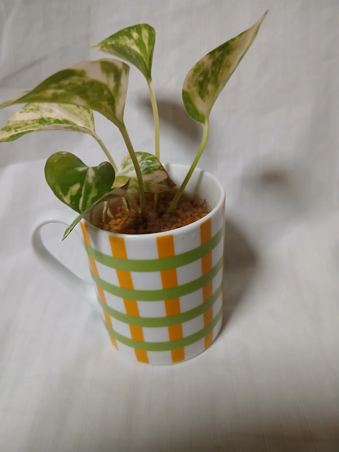 ポトス マーブルクイーン 観葉植物 マグカップ植え