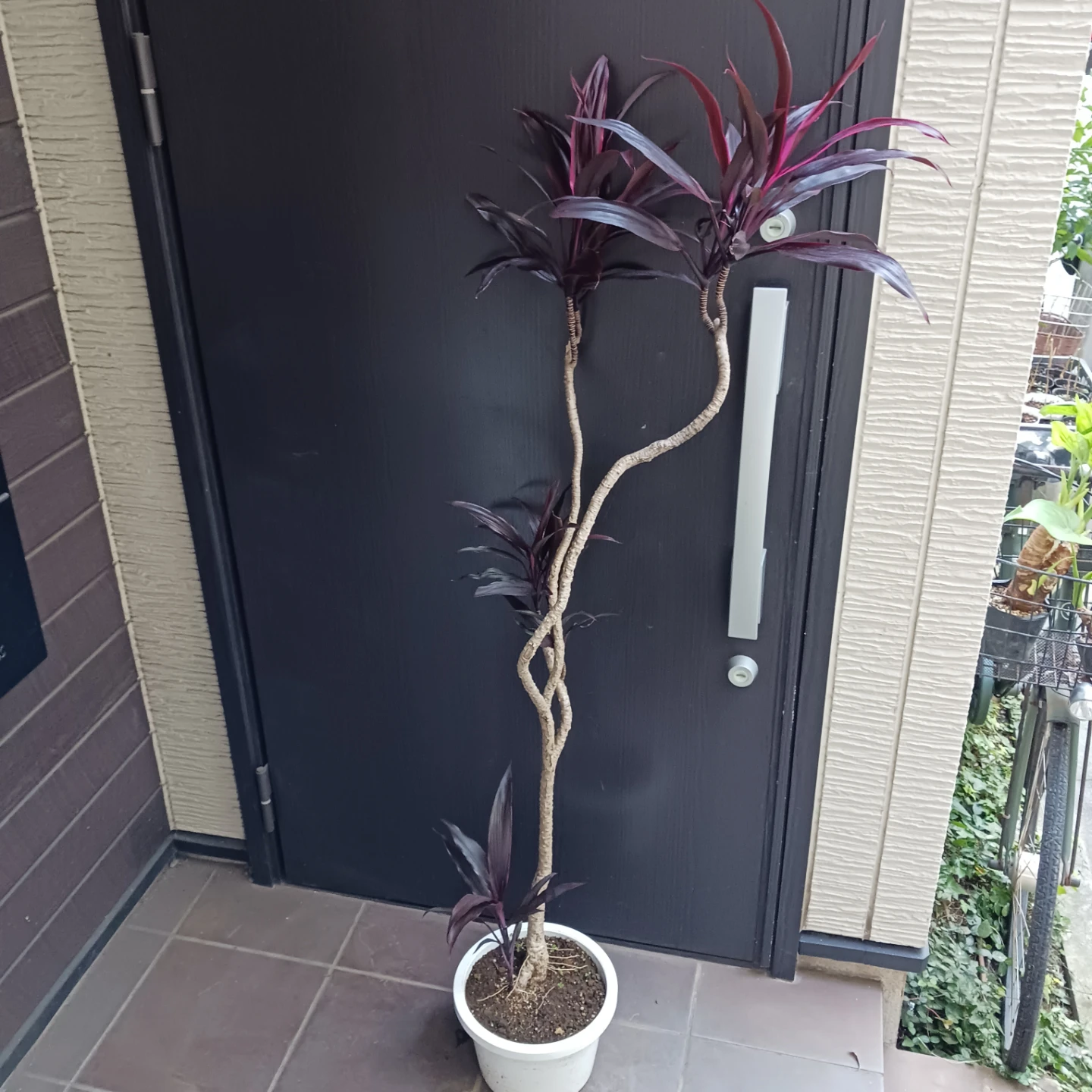 まとめ割り対象★コルジリネ アイチアカ　8号　観葉植物の写真2枚目
