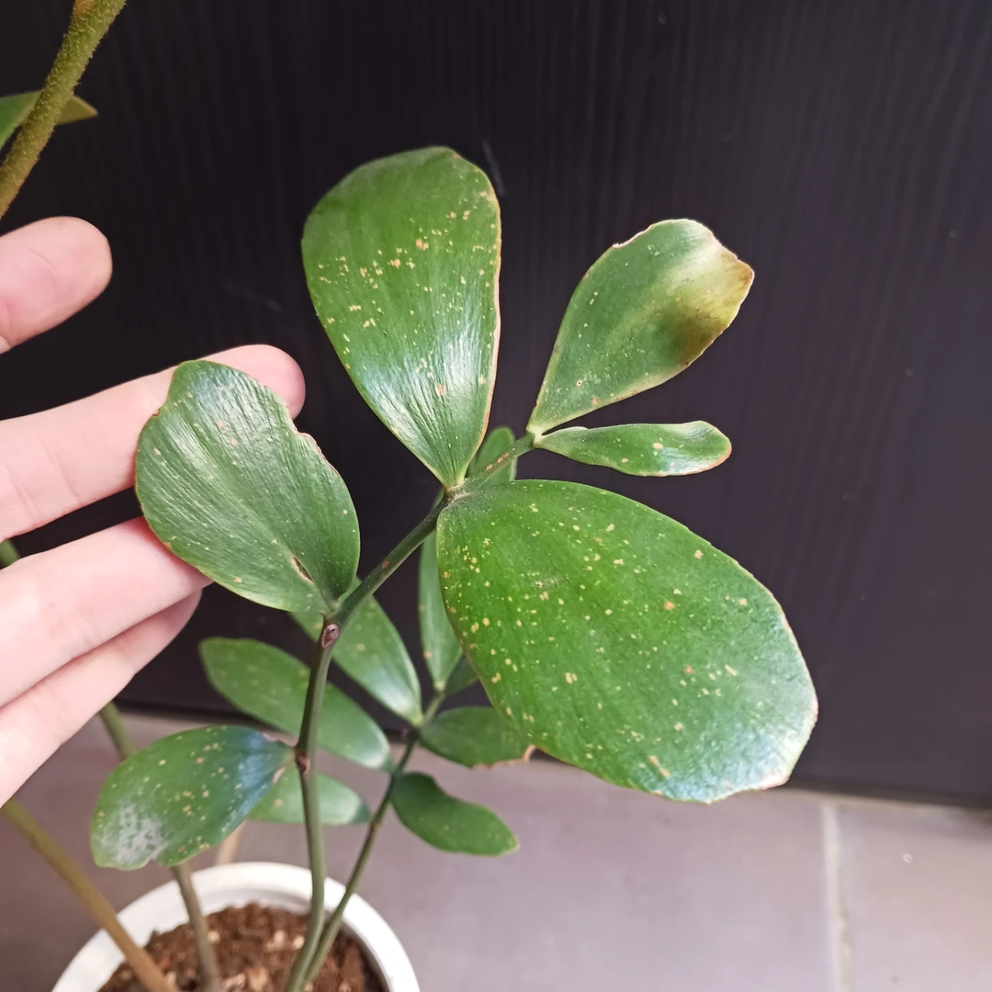 メキシコソテツ ザミア 4号 観葉植物の写真7枚目