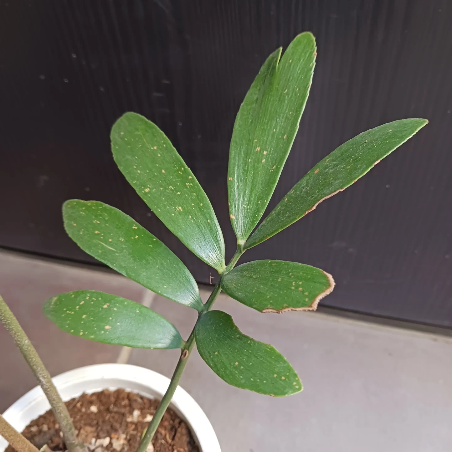 メキシコソテツ ザミア 4号 観葉植物の写真8枚目