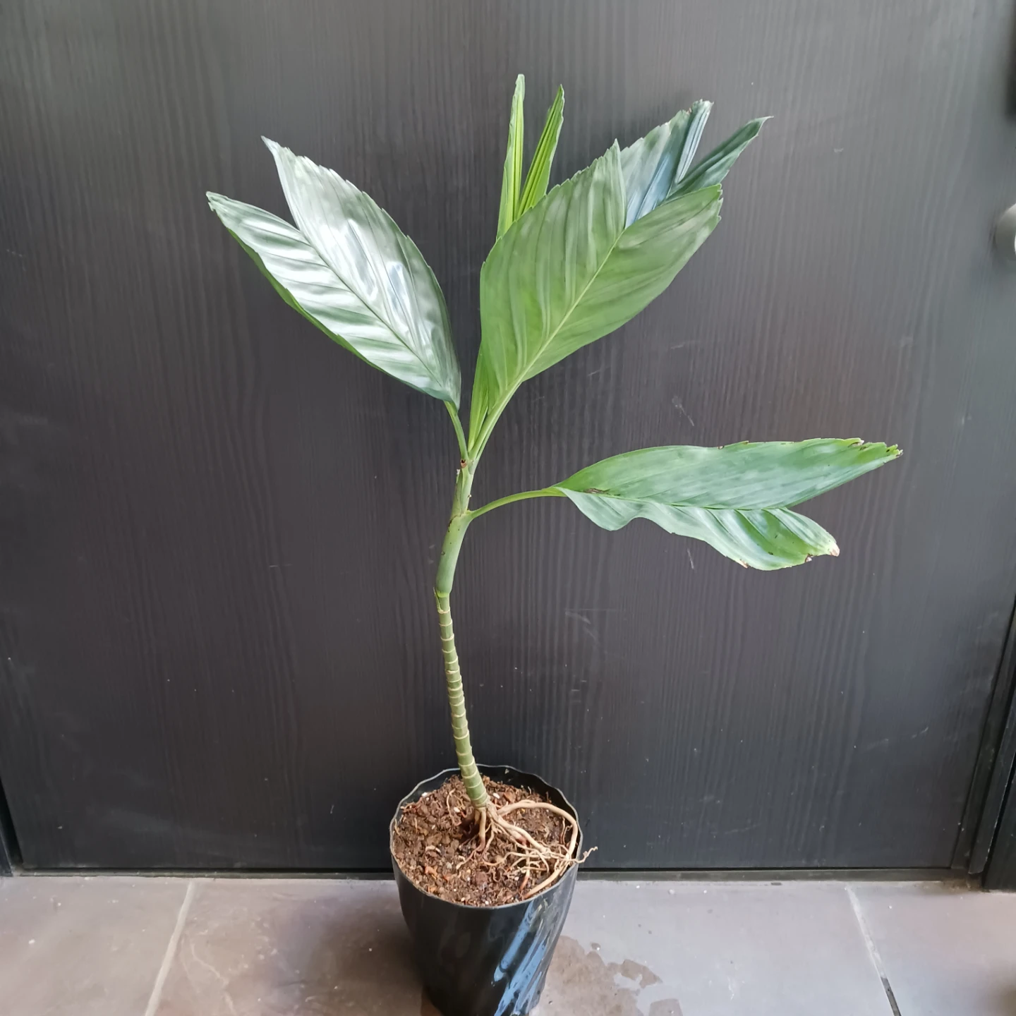 まとめ買い対象★レア★6 テネラ　5号 根上がり チャメドレア　観葉植物