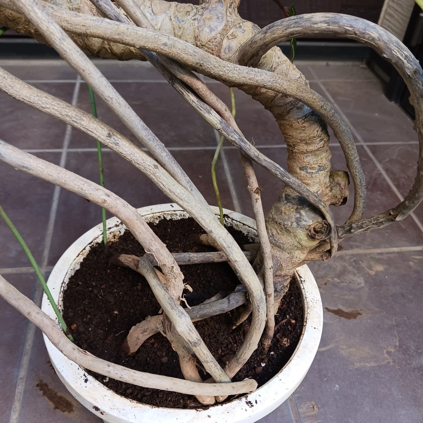 まとめ買い対象★9 クッカバラ 8号　幹上がり　幹立ち　個性的　観葉植物の写真8枚目