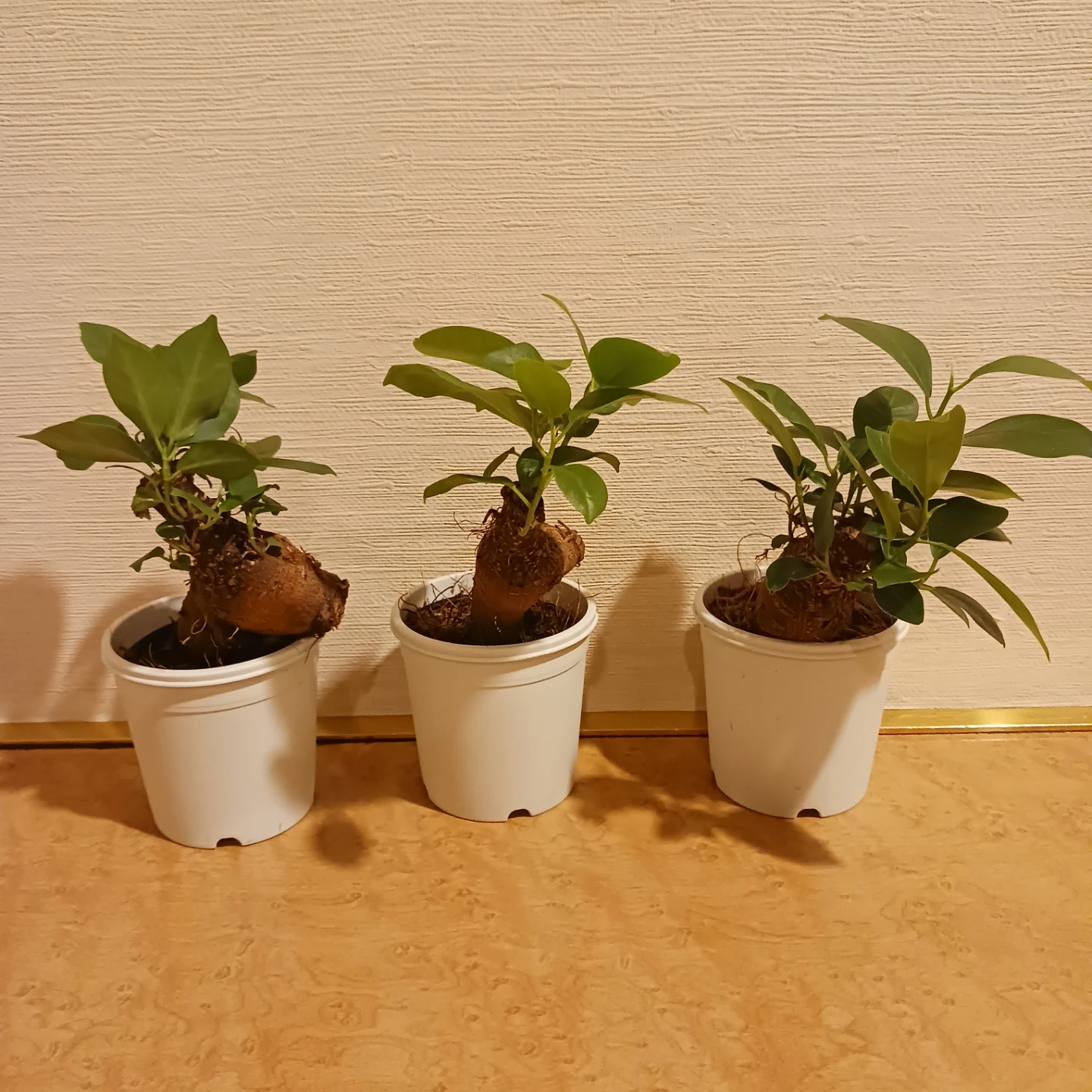ミニ★ガジュマル　2.5号　観葉植物　ニンジンガジュマル　の写真4枚目