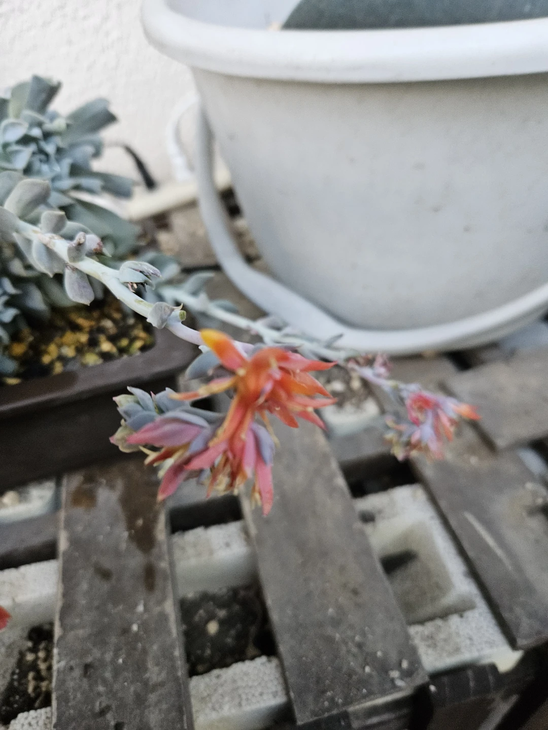 多肉植物　ドップラーの写真7枚目