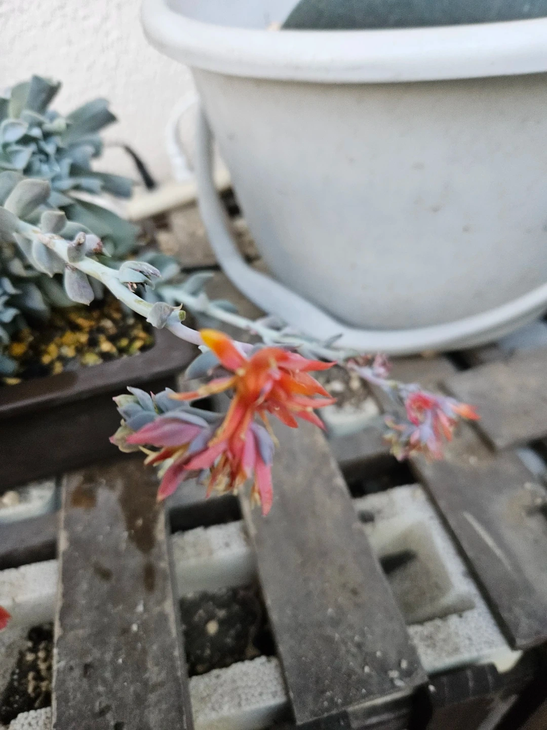 多肉植物 ドップラーの写真7枚目