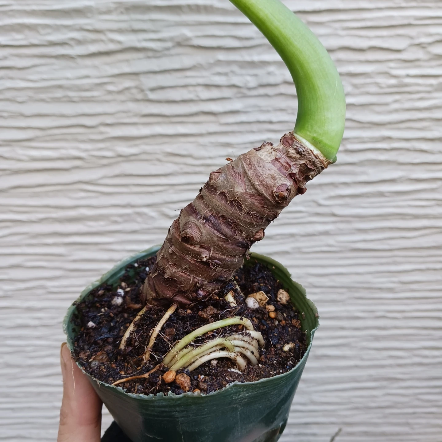 クワズイモ アロカシア オドラ 3号 観葉植物の写真4枚目