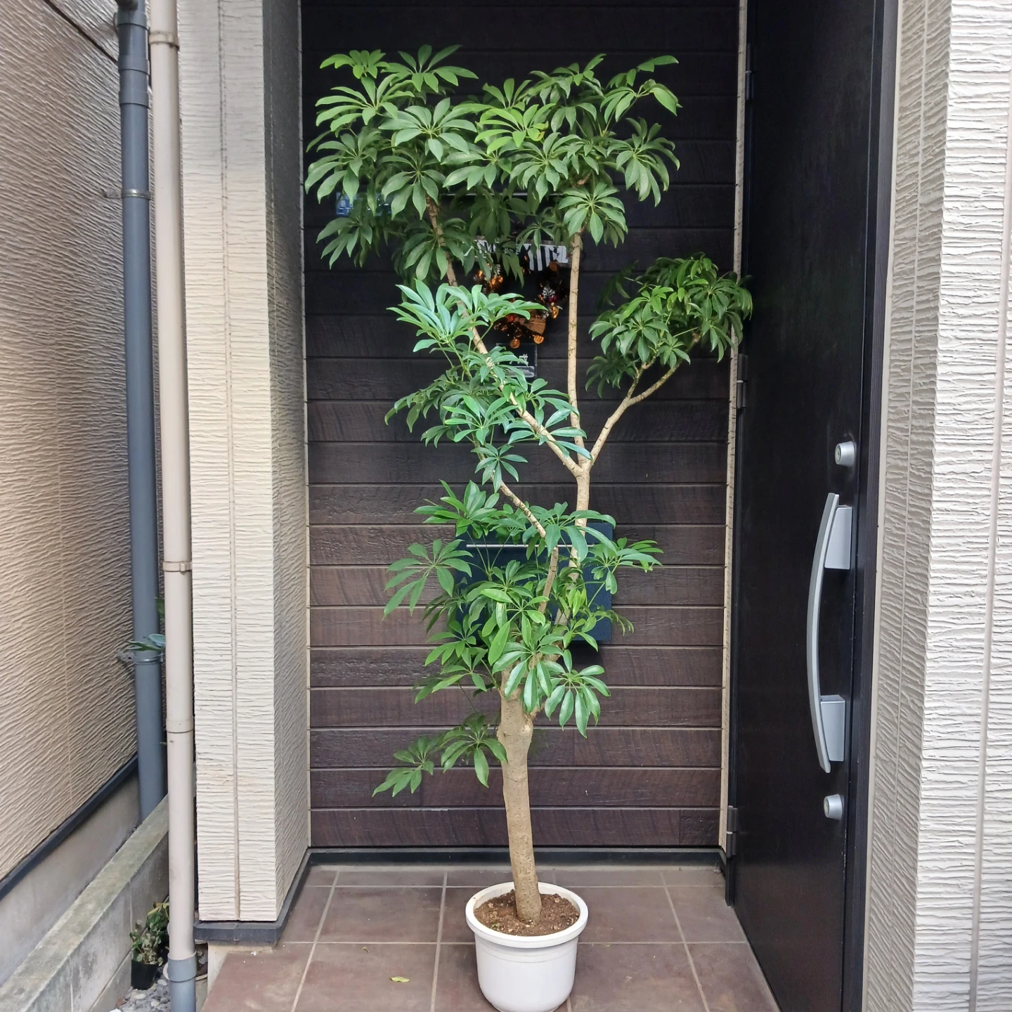 まとめ買い対象★4 シェフレラ　9号　観葉植物　大型　シンボルツリーの写真3枚目