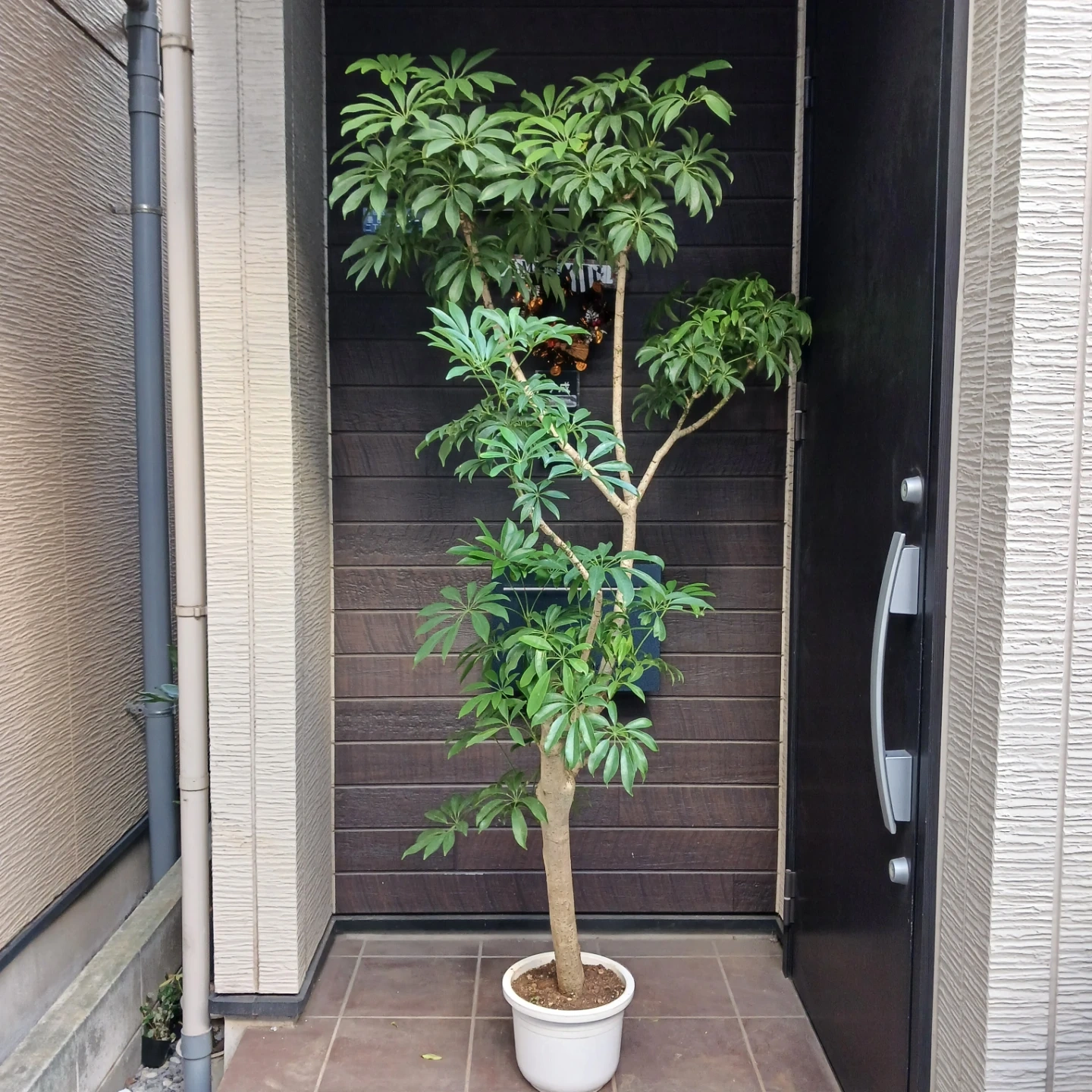 まとめ買い対象★4 シェフレラ 9号 観葉植物 大型 シンボルツリーの写真3枚目
