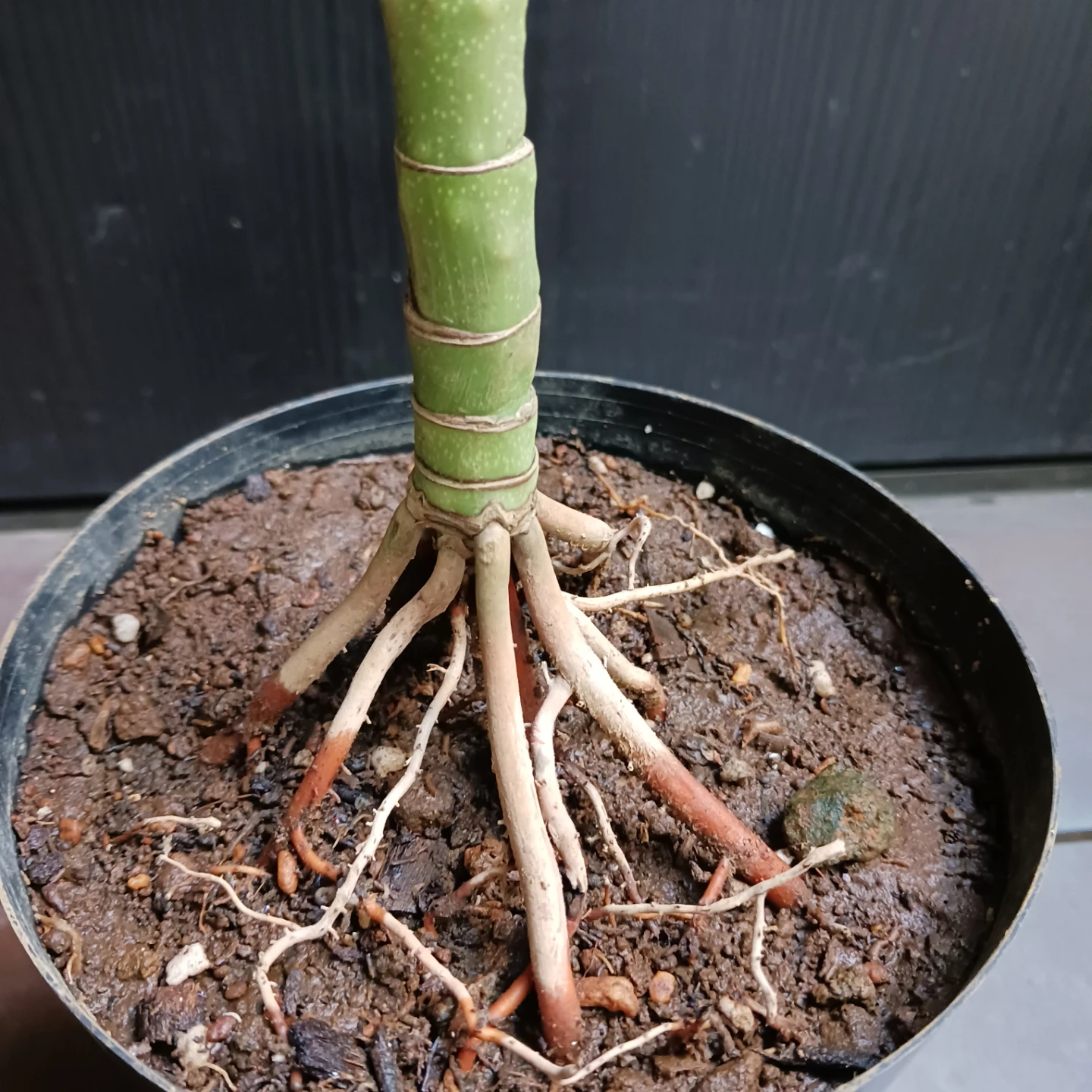 まとめ買い対象★レア★7 テネラ　5号相当　ヤシ　観葉植物の写真8枚目