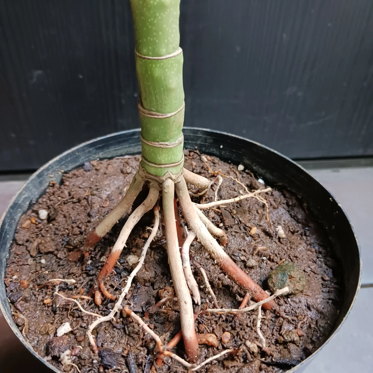 まとめ買い対象★レア★7 テネラ 5号相当 ヤシ 観葉植物の写真8枚目
