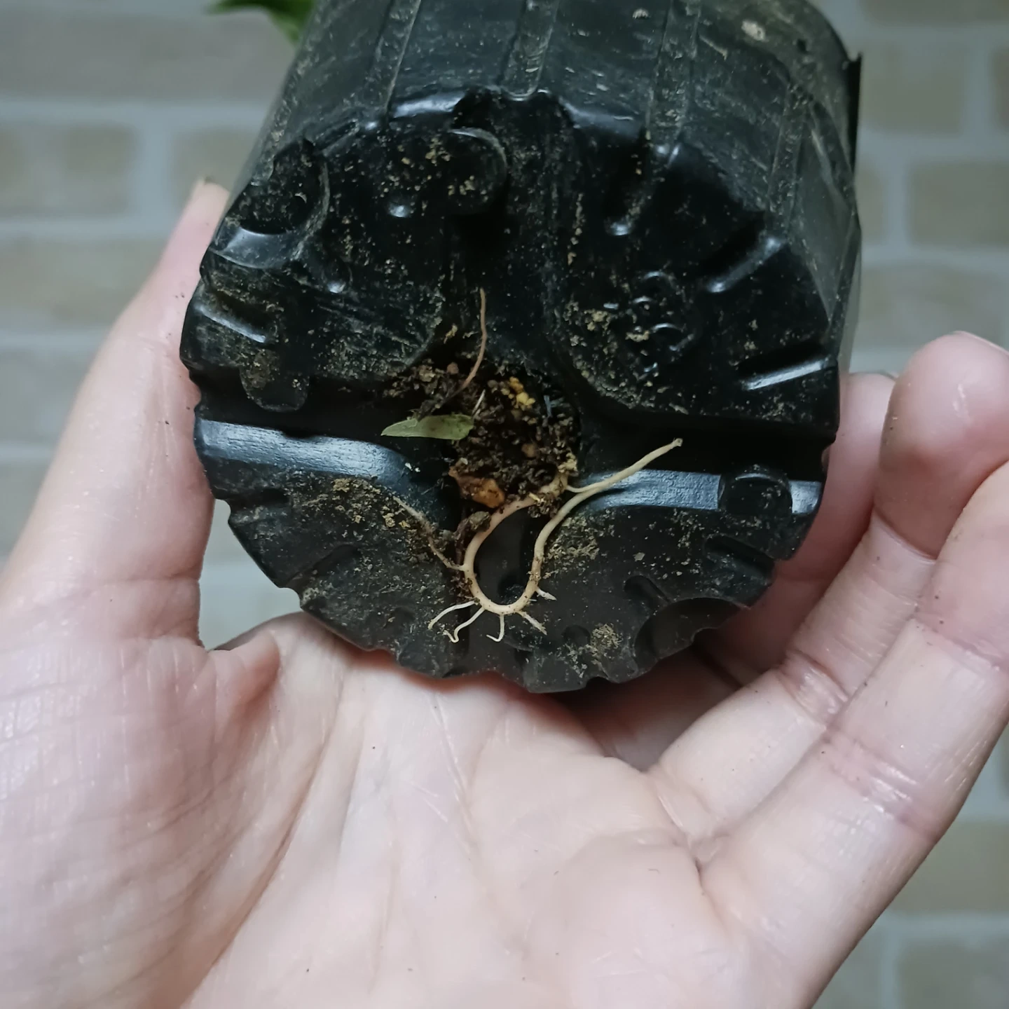 ドラセナ コンパクタ 3号 ポット苗 観葉植物の写真6枚目