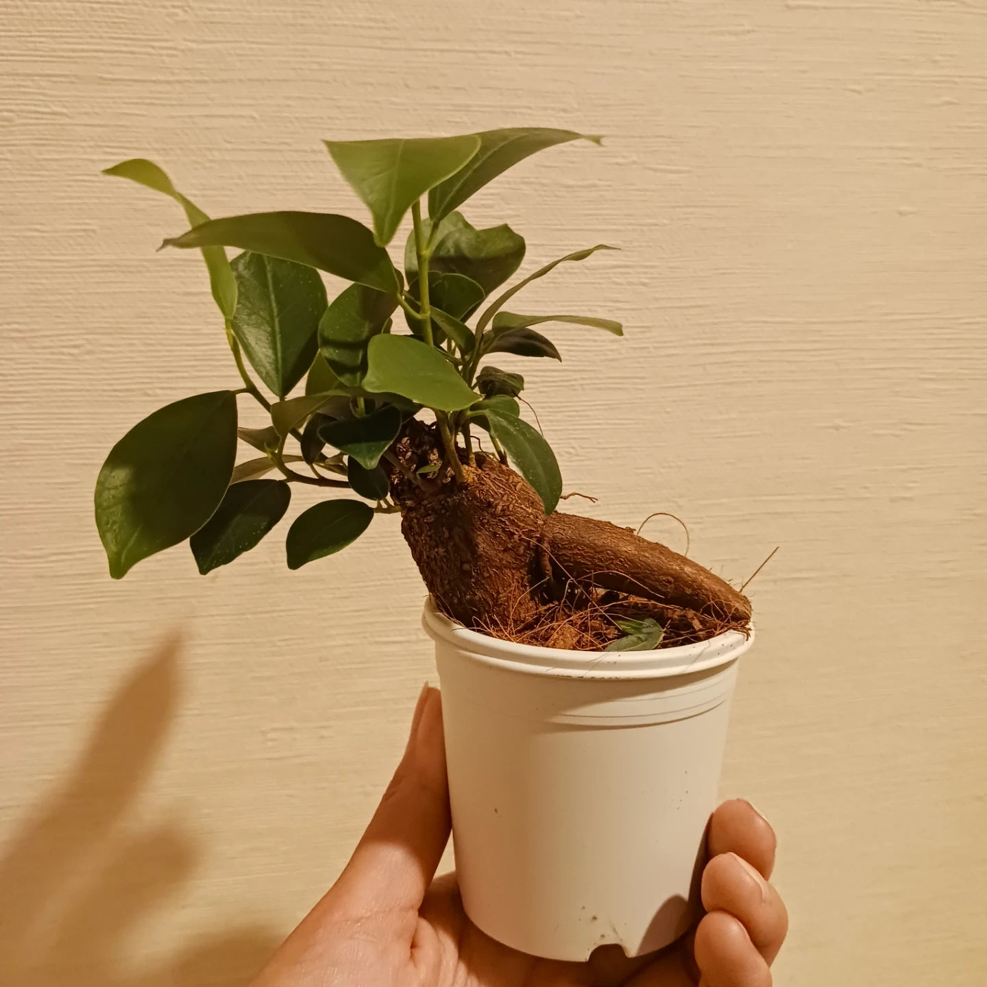 ミニ★ガジュマル 2.5号 観葉植物 ニンジンガジュマル の写真8枚目