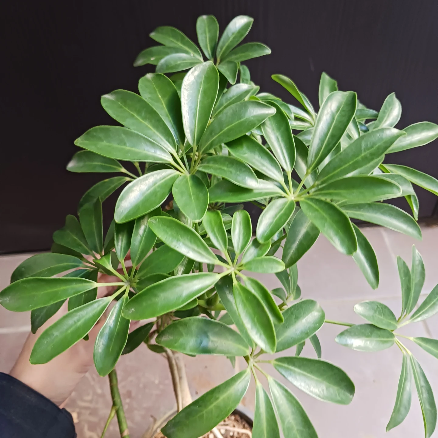 13 シェフレラ　コンパクタ　5号　観葉植物　クイーン　ホンコンの写真5枚目
