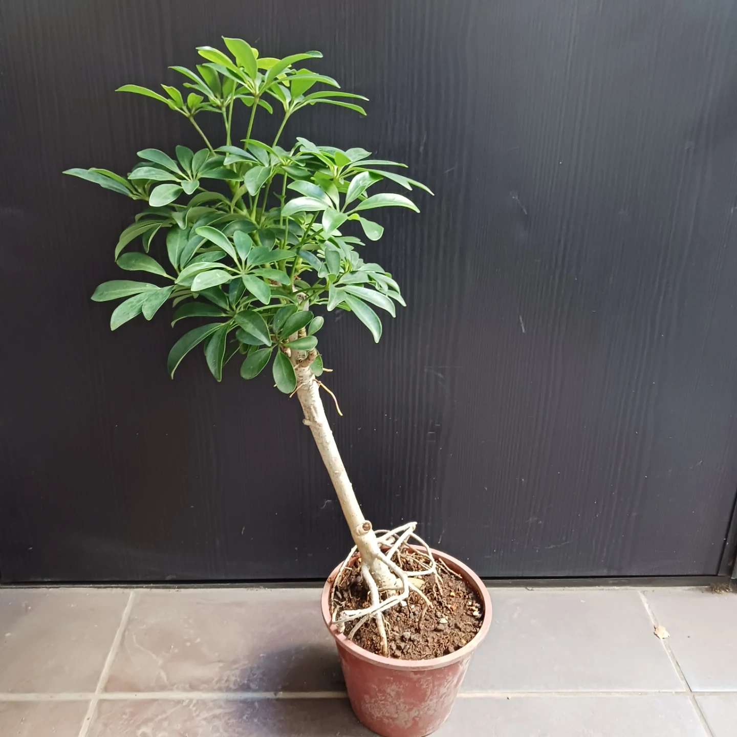 15 シェフレラ コンパクタ 5号 ホンコン 観葉植物 クイーンの写真3枚目