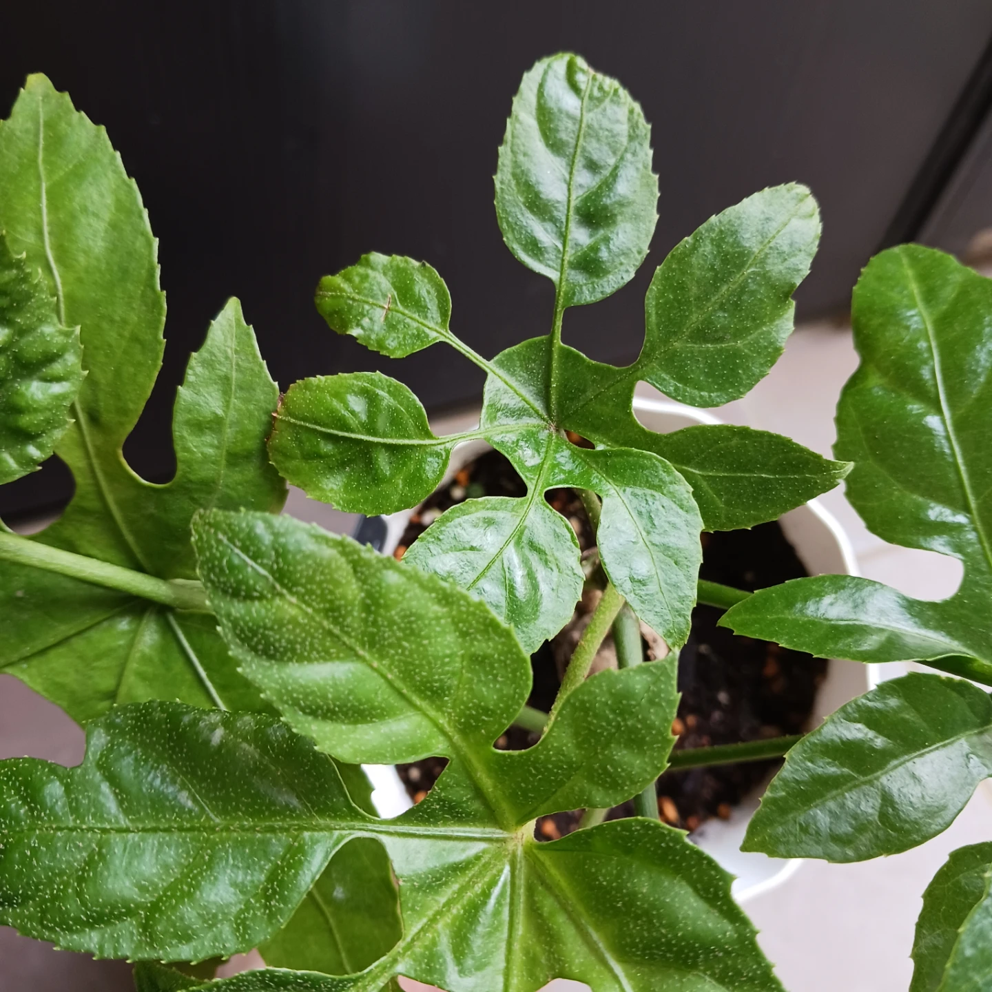 レア★10 トラベシア　パルマータ　5号　観葉植物　希少の写真6枚目