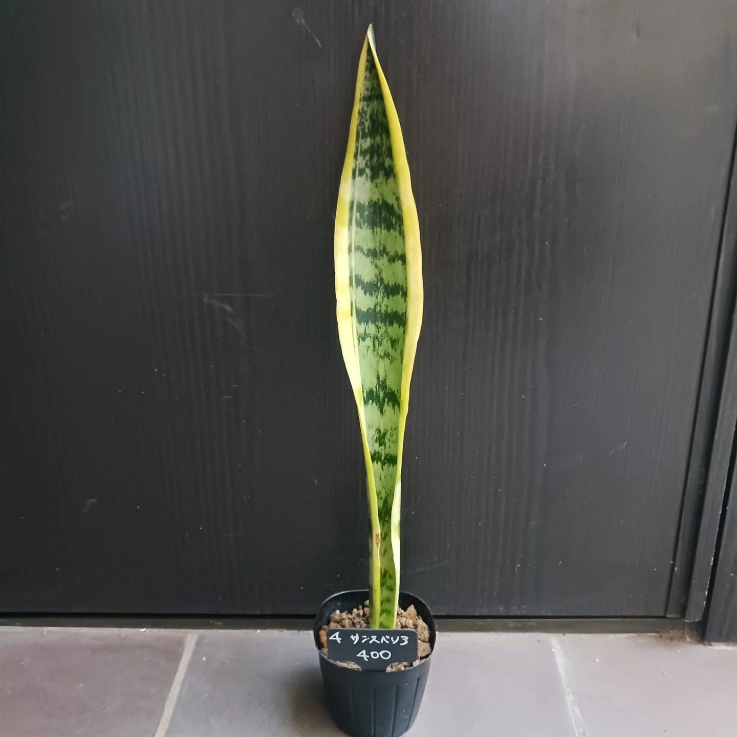 4 サンセベリア ローレンチ 3号ポット苗 サンスベリア 観葉植物