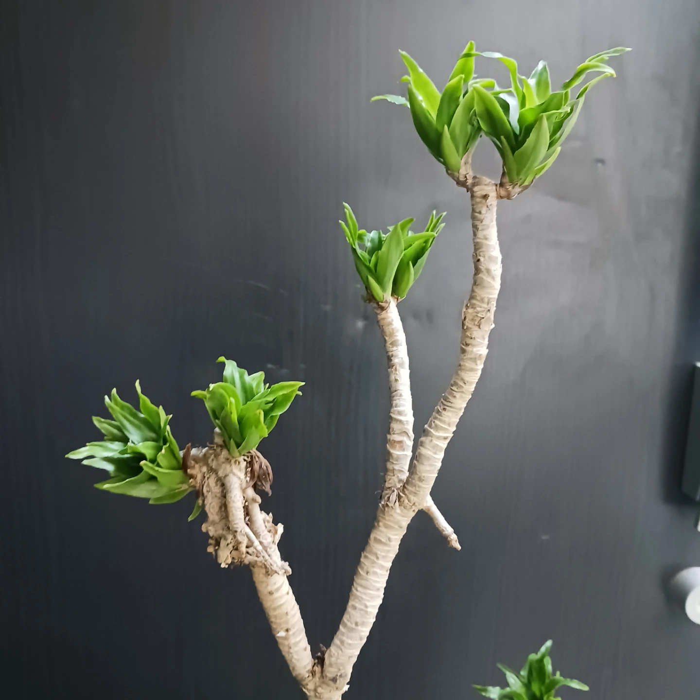 まとめ割り対象★ドラセナ コンパクタ 7号　観葉植物の写真8枚目