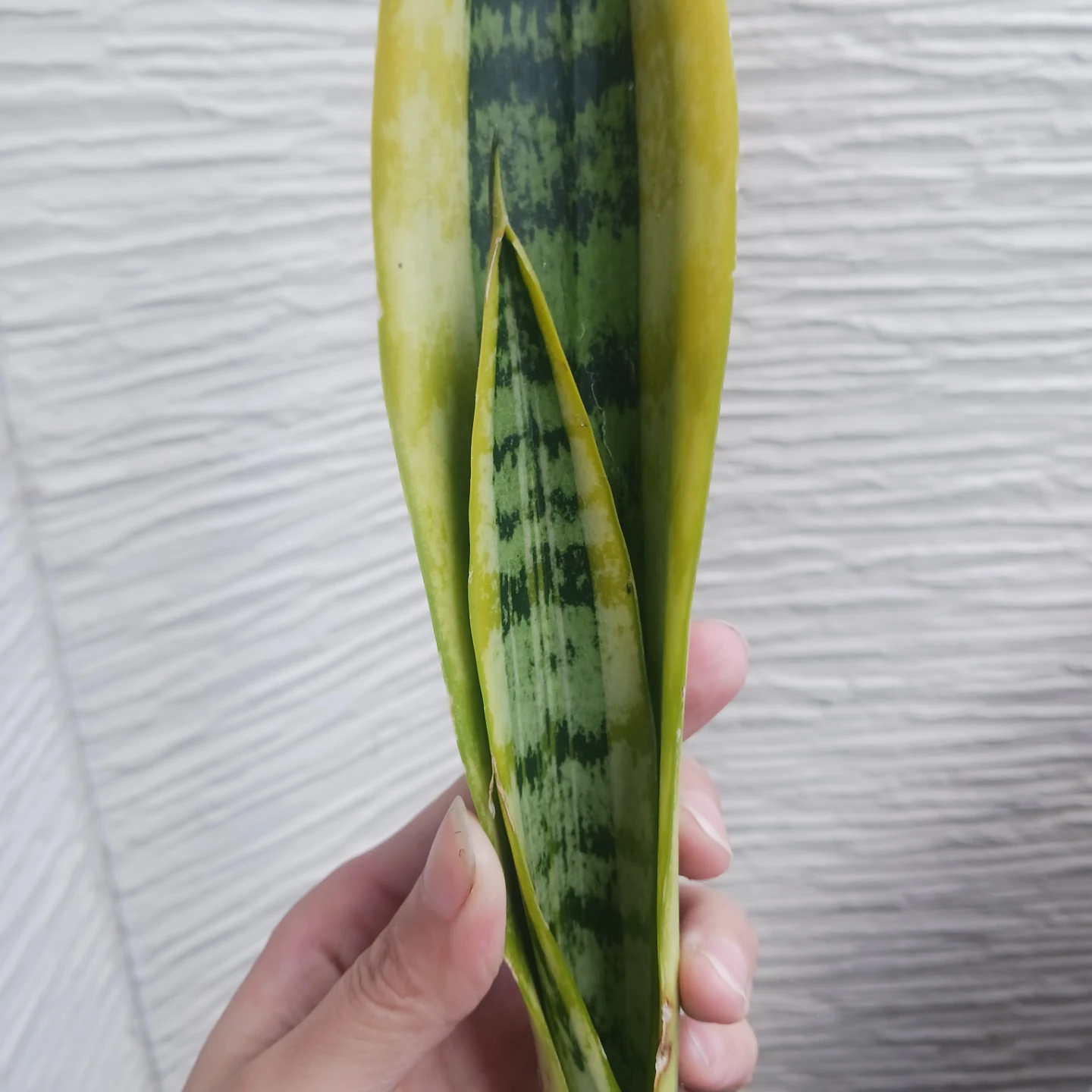 2 サンスベリア　ローレンチ　3号ポット苗　サンセベリア　観葉植物の写真6枚目